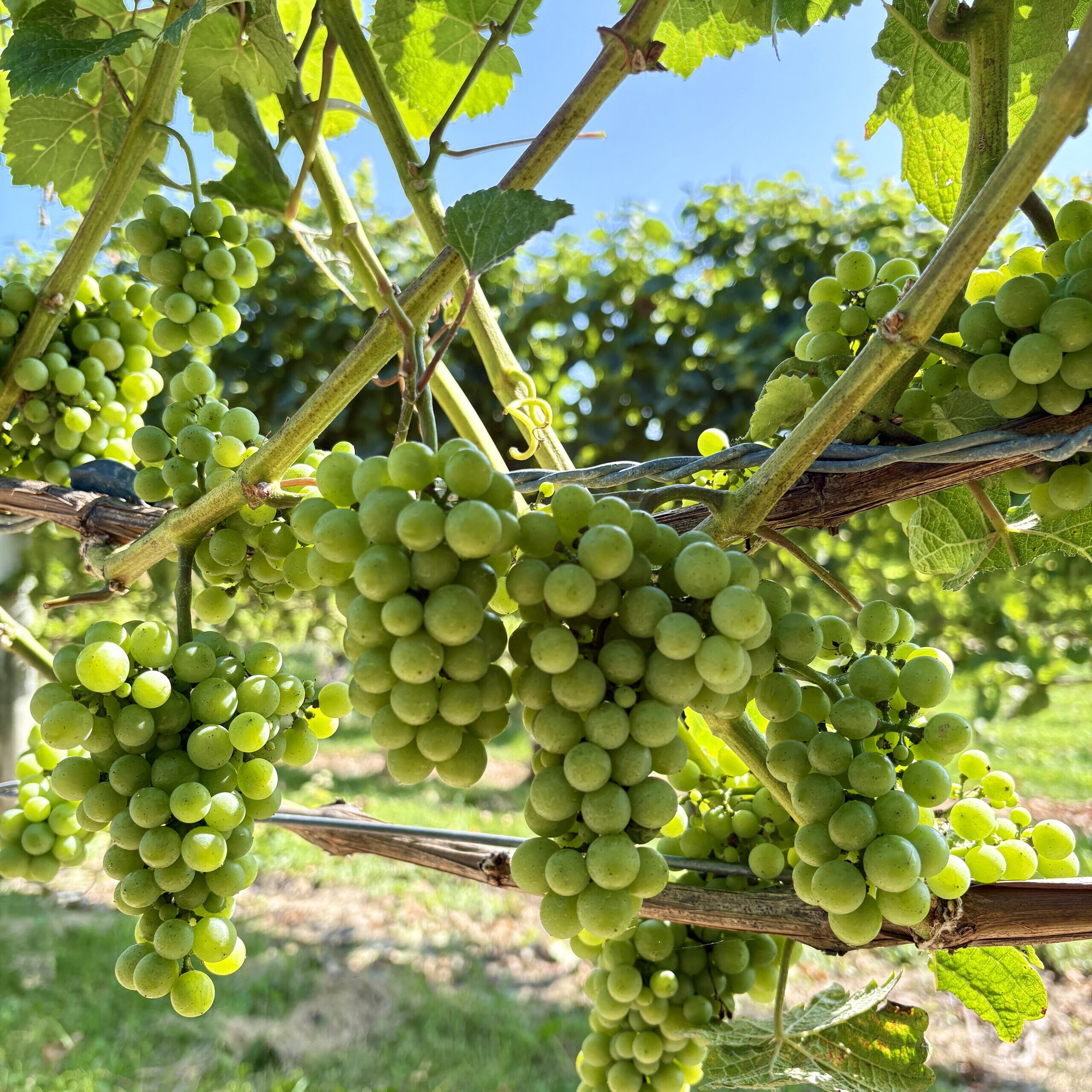 Green grape clusters hanging from vine at Strewn Winery in the vineyard.