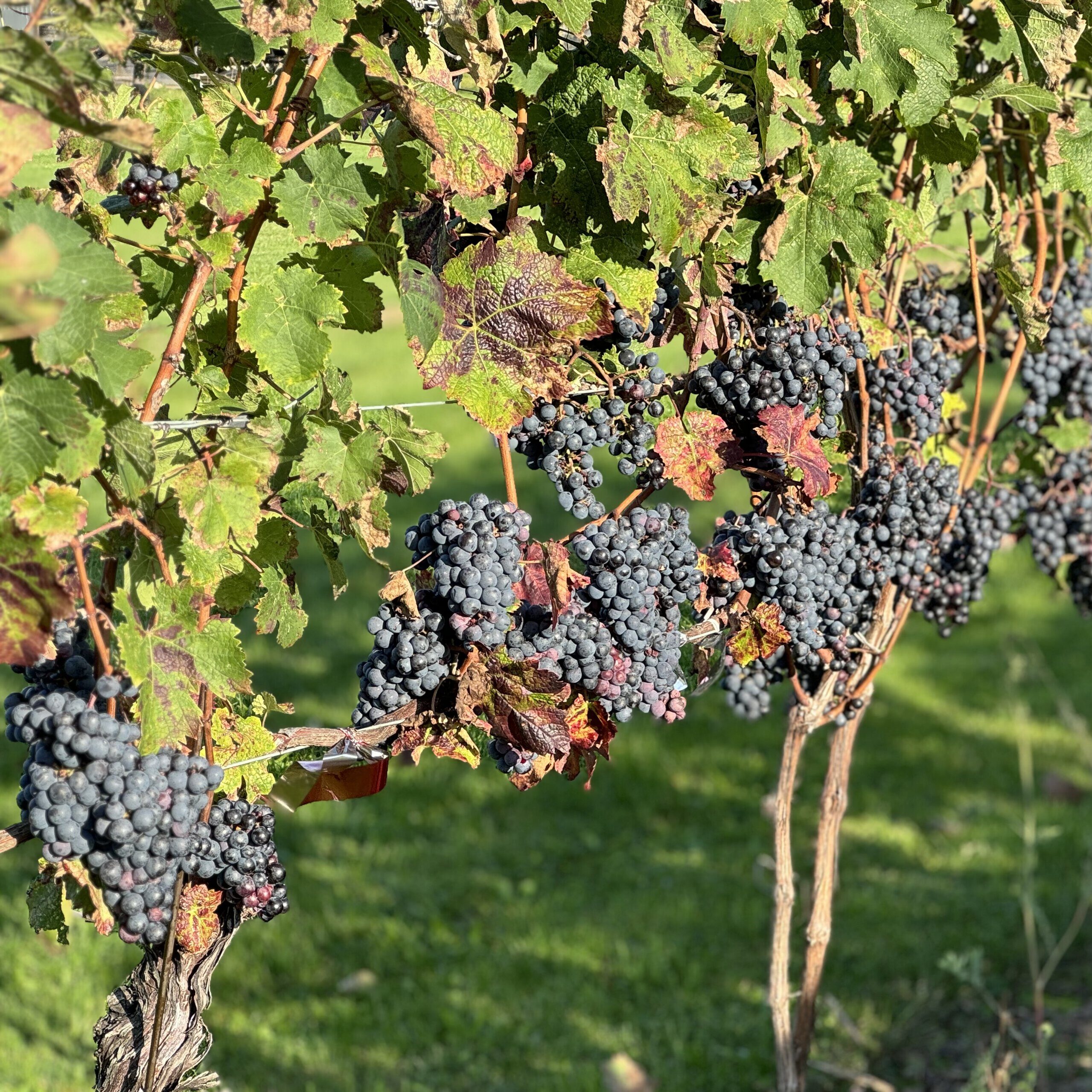 Grapevines with ripe grapes at Strewn Winery vineyard in the sunlight.