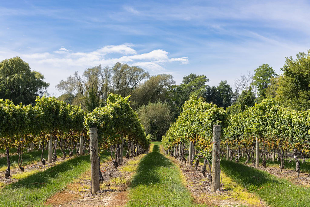 Vineyard rows at Strewn Winery with lush green grapevines under a blue sky.